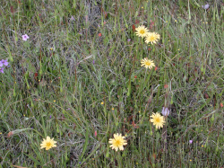 Photo taken at Fort Ord National Monument © 2003 Bruce Delgado.  